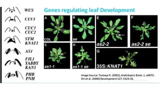 Leaf development in plants by Akash Naara