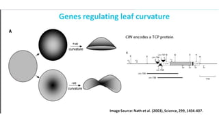 Leaf development in plants by Akash Naara