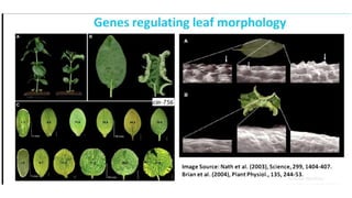 Leaf development in plants by Akash Naara