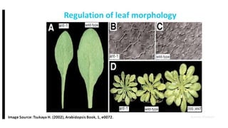 Leaf development in plants by Akash Naara