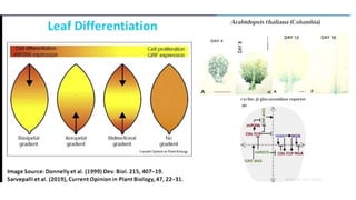Leaf development in plants by Akash Naara