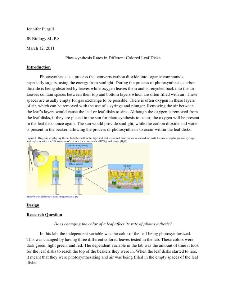 Floating leaf disk photosynthesis lab