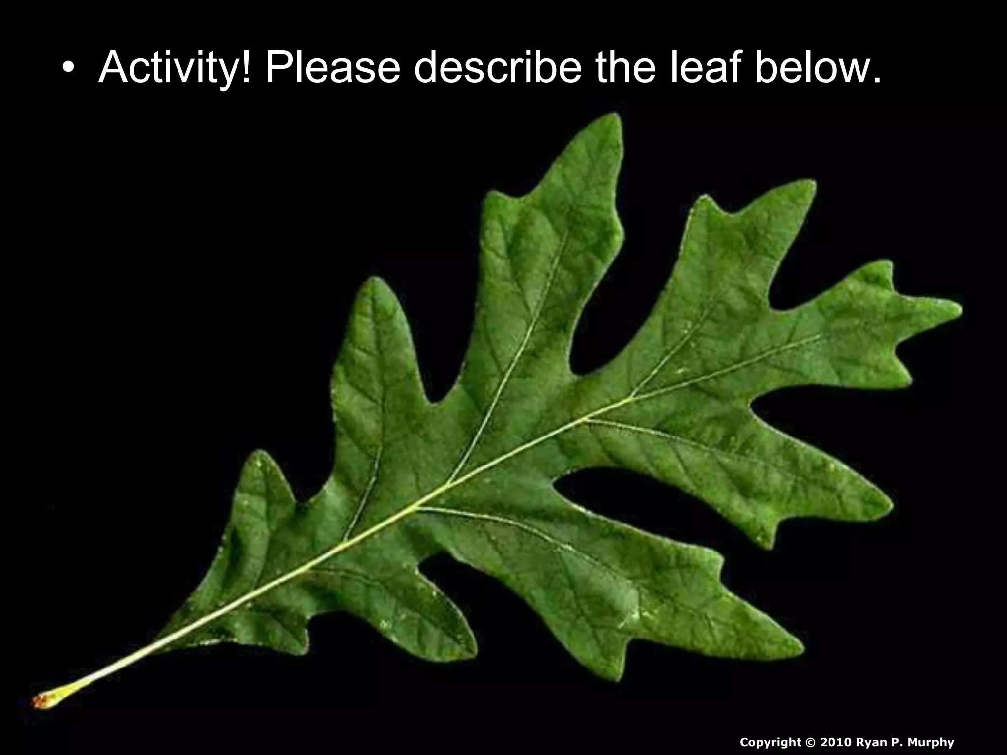 Leaf Identication Biology, Classification Lesson PowerPoint, with Built ...