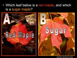 • Which leaf below is a red maple, and which
is a sugar maple?
Copyright © 2010 Ryan P. Murphy
 