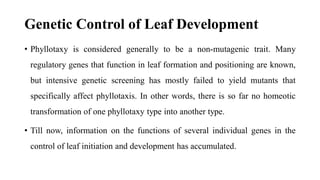 Genetic Control of Leaf Development
• Phyllotaxy is considered generally to be a non-mutagenic trait. Many
regulatory genes that function in leaf formation and positioning are known,
but intensive genetic screening has mostly failed to yield mutants that
specifically affect phyllotaxis. In other words, there is so far no homeotic
transformation of one phyllotaxy type into another type.
• Till now, information on the functions of several individual genes in the
control of leaf initiation and development has accumulated.
 
