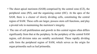 • The shoot apical meristem (SAM) comprised by the central zone (CZ), the
peripheral zone (PZ), and the organizing center (OC). At the apex of the
SAM, there is a cluster of slowly dividing cells, constituting the central
region of SAM. These cells are larger, possess stem cell functions, and play
a pivotal role in maintaining the meristem’s integrity.
• The rate of cell proliferation and growth in this central region often differs
significantly from that at the periphery. In the periphery of the central SAM
region, cell division rates are notably accelerated. These rapidly dividing
cells form the peripheral region of SAM, which serves as the origin for
organ primordia such as leaf primordia.
 