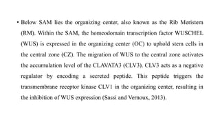• Below SAM lies the organizing center, also known as the Rib Meristem
(RM). Within the SAM, the homeodomain transcription factor WUSCHEL
(WUS) is expressed in the organizing center (OC) to uphold stem cells in
the central zone (CZ). The migration of WUS to the central zone activates
the accumulation level of the CLAVATA3 (CLV3). CLV3 acts as a negative
regulator by encoding a secreted peptide. This peptide triggers the
transmembrane receptor kinase CLV1 in the organizing center, resulting in
the inhibition of WUS expression (Sassi and Vernoux, 2013).
 