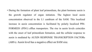 • During the formation of plant leaf primordium, the plant hormone auxin is
the growth regulator of organ initiation. The highest local auxin
concentration observed in the L1 cambium of the SAM. This localized
increase in auxin concentration is facilitated by polarly localized PIN-
FORMED1 (PIN1) efflux transporters. The rise in auxin levels coincides
with the onset of leaf primordium formation, and the cellular response to
auxin is mediated by AUXIN RESPONSE TRANSCRIPTION FACTORs
(ARFs). Auxin level has a negative effect on SAM size.
 