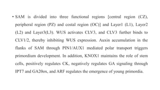 • SAM is divided into three functional regions [central region (CZ),
peripheral region (PZ) and costal region (OC)] and Layer1 (L1), Layer2
(L2) and Layer3(L3). WUS activates CLV3, and CLV3 further binds to
CLV1/2, thereby inhibiting WUS expression. Auxin accumulation in the
flanks of SAM through PIN1/AUX1 mediated polar transport triggers
primordium development. In addition, KNOX1 maintains the role of stem
cells, positively regulates CK, negatively regulates GA signaling through
IPT7 and GA20ox, and ARF regulates the emergence of young primordia.
 