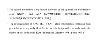 • The second mechanism is the mutual inhibition of the tip meristem maintenance
gene KNOX1 and ARP [ASYMMETRIC LEAVES1(AS1)/ROUGH
SHEATH2(RS2)/PHANTASTICA (ARP)].
• The downregulation of KNOTTED1 ( KN1 ) class of homeobox-containing plant
genes that were originally identified in maize in fact provided an early molecular
marker of leaf initiation in SAM (Brutnel and Langdale 1998 ; Sinha 1999 ).
 