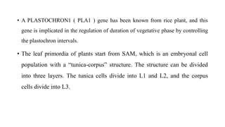 • A PLASTOCHRON1 ( PLA1 ) gene has been known from rice plant, and this
gene is implicated in the regulation of duration of vegetative phase by controlling
the plastochron intervals.
• The leaf primordia of plants start from SAM, which is an embryonal cell
population with a “tunica-corpus” structure. The structure can be divided
into three layers. The tunica cells divide into L1 and L2, and the corpus
cells divide into L3.
 