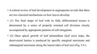 • A critical review of leaf development in angiosperms reveals that there
are two classical mechanisms on how leaves develop:
• (1) The final shape of leaf with its fully differentiated tissues is
determined by a series of properly oriented cell divisions closely
accompanied by appropriate patterns of cell elongation.
• (2) Once apical growth of leaf primordium (leaf axis) stops, the
dorsiventral lamina is produced by specific marginal meristems and
submarginal meristems along the lateral sides of leaf axis (Fig. 5.4 ).
 