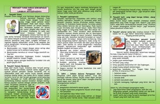 PENYAKIT YANG HARUS DIWASPADAI                    itu agar masyarakat segera membawa keluarganya ke          rangan dll.
                       DAN                                 sarana kesehatan bila ada yang sakit dengan gejala       ♦ faktor berkumpulnya banyak orang -misalnya di tem-
             LANGKAH ANTISIPASINYA                         panas tinggi yang tidak jelas sebabnya yang disertai       pat pengungsian korban banjir- juga berperan dalam
                                                           adanya tanda-tanda perdarahan.                             penularan ISPA
A.    Penyakit Diare.
Penyakit Diare sangat erat kaitanya dengan kebersihan      C. Penyakit Leptospirosis.                               E. Penyakit kulit, yang dapat berupa infeksi, alergi
                    individu (personal hygiene). Pada      Penyakit leptospirosis disebabkan oleh bakteri yang         atau bentuk lain.
                    musim hujan dengan curah hujan         disebut leptospira. Penyakit ini termasuk salah satu     Kalau musim banjir maka masalah utamanya adalah
                    yang tinggi maka potensi banjir        penyakit zoonosis, karena ditularkan melalui hewan/      kebersihan yang tidak terjaga baik. Seperti juga pada
                    meningkat. Pada saat banjir, maka      binatang. Di Indonesia hewan penular terutama adalah     ISPA, maka aktor berkumpulnya banyak orang -misalnya
                    sumber-sumber air minum masyara-       tikus melalui kotoran dan air kencingnya. Pada musim     di tempat pengungsian korban banjir- juga berperan
                    kat, khususnya sumber air minum        hujan terutama saat terjadi banjir, maka tikus-tikus     dalam penularan infeksi kulit.
                    dari sumur dangkal akan banyak ikut    yang tinggal di liang-liang tanah akan ikut keluar me-
                    tercemar. Disamping itu pada saat      nyelamatkan diri. Tikus tersebut akan berkeliaran        F. Penyakit saluran cerna lain, misalnya demam tifoid.
                    banjir   biasanya    akan    terjadi   disekitar manusia dimana kotoran dan air kencingnya         Dalam hal ini juga faktor kebersihan makanan me-
                    pengungsian dimana fasilitas dan sa-   akan bercampur dengan air banjir tersebut. Seseorang                        megang peranan penting.
rana serba terbatas termasuk ketersediaan air bersih.      yang ada luka, kemudian bermain/terendam air banjir
Itu semua menjadi potensial menimbulkan penyakit diare     yang sudah tercampur dengan kotoran/kencing tikus                            G. Perburukan penyakit kronik
disertai penularan yang cepat. Langkah antisipasi di-      yang mengandung bakteri lepstopira, maka orang ter-                          yang mungkin memang sudah di-
ingatkan kepada masyarakat untuk tetap waspada dan         sebut potensi dapat terinfeksi dan akan jatuh menjadi                        derita. Hal ini terjadi karena
untuk menghindari terserang penyakit diare disarankan      sakit. Oleh karena itu untuk menghindari timbulnya                           penurunan daya tahan tubuh akibat
hal-hal berikut:                                           penyakit leptospirosis masyarakat agar melakukan                             musim hujan berkepanjangan, dan
♦ Membiasakan cuci tangan dengan sabun setiap akan         langkah-langkah antisipasi yaitu:                                            apalagi bila banjir berhari-hari.
   makan/minum serta sehabis buang hajat.                  ♦ Menekan dan hindari adanya                                                 II. TETAP SEHAT
♦ Membiasakan merebus air minum hingga mendidih se-           tikus yang berkeliaran disekitar                              Seluruh lapisan masyarakat senantiasa menjaga
   tiap hari                                                  kita, dengan selalu menjaga                           Perilaku Hidup Bersih Sehat (PHBS),a.l :
♦ Menjaga kebersihan lingkungan, hindari tumpukan             kebersihan·                                           ♦ makan/minum yang baik dan bersih (selalu makanan
   sampah disekitar tempat tinggaL                         ♦ Hindari bermain air saat terjadi                         yang sudah dimasak),
♦ Hubungi segera petugas kesehatan terdekat bila ada          banjir, terutama bila ada luka.                       ♦ jangan jajan sembarangan
   gejala-gejala diare                                     ♦ Gunakan pelindung misalnya                             ♦ istirahat yang cukup,
                                                              sepatu boot, bila terpaksa ha-                        ♦ tetap upayakan kebersihan diri dan lingkungan,
B. Penyakit Demam Berdarah.                                   rus kedaerah banjir
Pada saat musim hujan, biasanya akan terjadi pening-                                                                ♦ jangan buang sampah sembarangan,
                                                           ♦ Segera berobat ke sarana kesehatan bila sakit
katan tempat perindukan nyamuk aedes aegypti yaitu            berkepanjangan                                        ♦ senantiasa melakukan Cuci Tangan Pakai Sabun
nyamuk penular penyakit demam berdarah. Hal ini                                                                       (CTPS). 5 titik kritis CTPS :
dikarenakan pada saat musim hujan banyak sampah            D. ISPA - Infeksi Saluran Pernapasan Akut.                 1. Sebelum makan
misalnya kaleng bekas, ban bekas serta tempat-tempat       Penyebab ISPA dapat berupa bakteri, virus dan              2. Sebelum mengolah makanan
tertentu terisi air dan terjadi genangan untuk beberapa    berbagai mikroba lainnya. Gejala utama dapat berupa        3. Setelah BAB
waktu. Genangan air itulah akhirnya menjadi tempat         batuk dan demam, kalau berat dapat /mungkin disertai       4. setelah menceboki anak
berkembang biaknya nyamuk tersebut. Dengan mening-         sesak napas, nyeri dada dll.
katnya populasi nyamuk sebagai penular penyakit, maka                                                                 5. Setelah memegang lingkungan yang kotor dan he-
                                                           Penanganannya meliputi :
risiko terjadinya penularan juga se-                                                                                     wan.
                                                           ♦ istirahat
makin meningkat. Untuk itu diharap-
kan masyarakat ikut berpartisipasi                         ♦ pengobatan simtomatis sesuai gejala                    Selain itu, bila ditempat pengungsian maka:
secara aktif melalui gerakan 3 M yai-                      ♦ mungkin diperlukan pengabatan kausal untuk menga-      1. jaga kebersihan lokasi pengungsian, baik dari sisi
tu mengubur kaleng-kaleng bekas,                              tasi penyebab                                            pengolahan sampah, pengolahan limbah cair dan BAB
menguras tempat penampungan air                            ♦ meningkatkan daya tahan tubuh                             serta BAK ditempat yang sudah disediakan
secara teratur dan menutup tempat                          ♦ mencegah penularan pada orang sekitar, a.l dengan      2. anak2, balita dan orang tua perlu mendapat prioritas
penyimpanan air dengan rapat. Selain                          menutup mulut ketika batuk, tidak meludah semba-         tempat yang lebih baik dan sehat
 