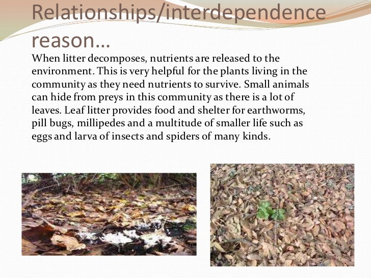 Leaf Litter Community