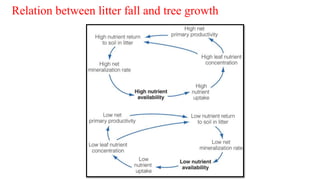 Relation between litter fall and tree growth
 