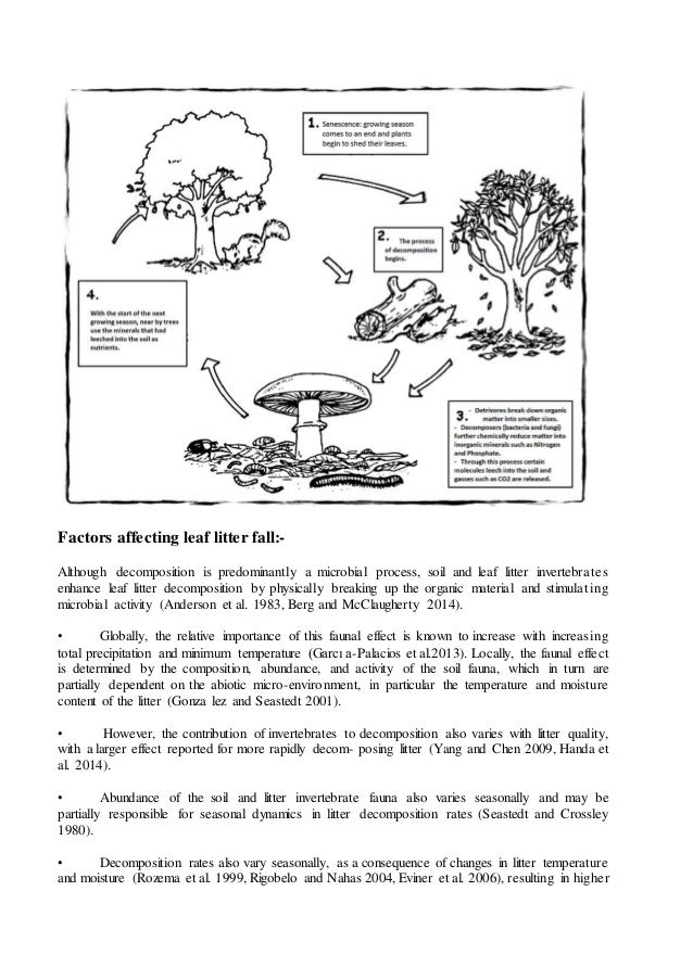 Leaf litter in agroforestry system