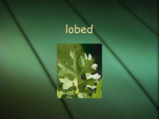 lobed