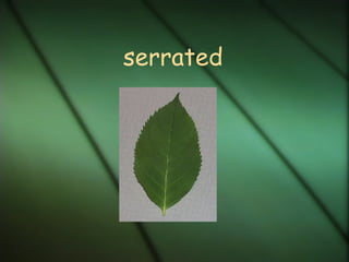 serrated