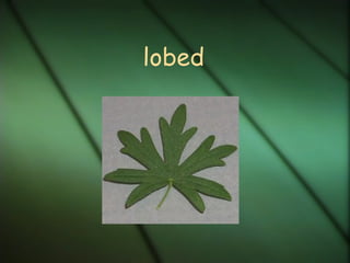 lobed