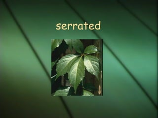 serrated
