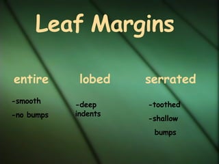 Leaf Margins entire lobed serrated -smooth -no bumps -toothed -shallow bumps -deep indents