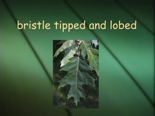 bristle tipped and lobed