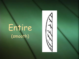 Entire (smooth)