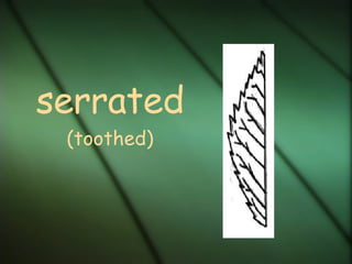 serrated (toothed)