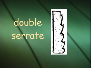 double serrate
