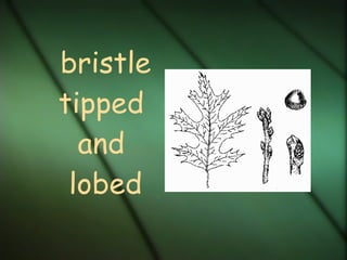 bristle tipped and lobed