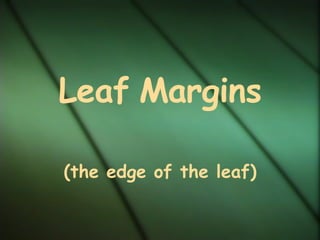 Leaf   Margins (the edge of the leaf) 