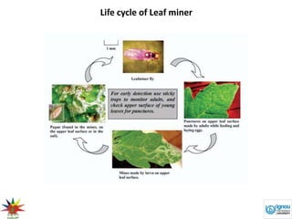 Life cycle of Leaf miner
 