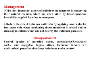 Management
The most important aspect of leafminer management is conserving
their natural enemies, which are often killed by broad-spectrum
insecticides applied for other tomato pests.
Reduce the risk of leafminer outbreaks by applying insecticides for
fruit pests only when monitoring shows treatment is needed and by
choosing insecticides that will not destroy the leafminer parasites.
BiologicalControl
Several species of parasitic wasps, particularlyChrysocharis
parksi and Diglyphus begini, attack leafminer larvae; left
undisturbed, parasites often keep leafminers under control.
 
