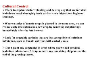 Cultural Control
Check transplants before planting and destroy any that are infested;
leafminers reach damaging levels earlier when infestations begin on
seedlings.
Where a series of tomato crops is planted in the same area, we can
reduce early infestations in a new crop by removing old plantings
immediately after the last harvest.
Look for vegetable varieties that are less susceptible to leafminer
infestation, such as tomato cultivars with curled leaves.
 Don't plant any vegetables in areas where you've had previous
leafminer infestations. Always remove any remaining old plants at the
end of the growing season.
 