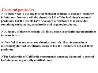 Chemical pesticides
It's better not to use any type of chemical controls to manage leafminer
infestations. Not only will the chemicals kill off the leafminer's natural
predators, but the insects have developed a resistance to insecticides
containing carbamates, pyrethroids and organophosphates.
Using any of those chemicals will likely make your leafminer populations
increase in size.
If we feel that you must use chemical controls, then Avermectin, a
microbially derived insecticide, seems to kill the leafminers but not their
predators.
The University of California recommends spraying Spinosad to control
leafminers on organically certified crops.
 