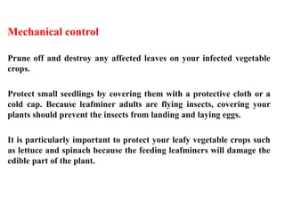 Mechanical control
Prune off and destroy any affected leaves on your infected vegetable
crops.
Protect small seedlings by covering them with a protective cloth or a
cold cap. Because leafminer adults are flying insects, covering your
plants should prevent the insects from landing and laying eggs.
It is particularly important to protect your leafy vegetable crops such
as lettuce and spinach because the feeding leafminers will damage the
edible part of the plant.
 