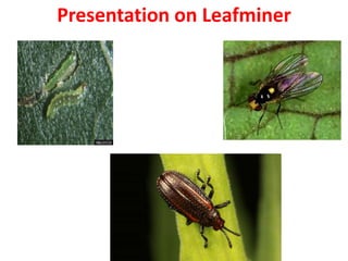 Presentation on Leafminer
 