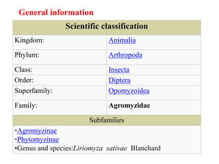 Scientific classification
Kingdom: Animalia
Phylum: Arthropoda
Class: Insecta
Order: Diptera
Superfamily: Opomyzoidea
Family: Agromyzidae
Subfamilies
•Agromyzinae
•Phytomyzinae
•Genus and species:Liriomyza sativae Blanchard
General information
 
