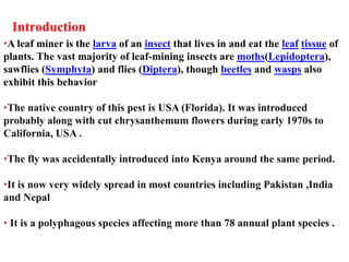 •A leaf miner is the larva of an insect that lives in and eat the leaf tissue of
plants. The vast majority of leaf-mining insects are moths(Lepidoptera),
sawflies (Symphyta) and flies (Diptera), though beetles and wasps also
exhibit this behavior
•The native country of this pest is USA (Florida). It was introduced
probably along with cut chrysanthemum flowers during early 1970s to
California, USA .
•The fly was accidentally introduced into Kenya around the same period.
•It is now very widely spread in most countries including Pakistan ,India
and Nepal
• It is a polyphagous species affecting more than 78 annual plant species .
Introduction
 