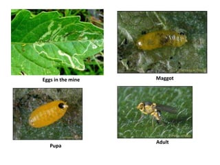 Eggs in the mine Maggot
Pupa
Adult
 
