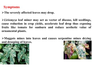 The severely affected leaves may drop.
Liriomyza leaf miner may act as vector of disease, kill seedlings,
cause reduction in crop yields, accelerate leaf drop thus exposing
fruits like tomato for sunburn and reduce aesthetic value of
ornamental plants.
Maggots mines into leaves and causes serpentine mines drying
and drooping of leaves.
Symptoms
 