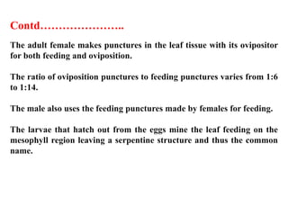 The adult female makes punctures in the leaf tissue with its ovipositor
for both feeding and oviposition.
The ratio of oviposition punctures to feeding punctures varies from 1:6
to 1:14.
The male also uses the feeding punctures made by females for feeding.
The larvae that hatch out from the eggs mine the leaf feeding on the
mesophyll region leaving a serpentine structure and thus the common
name.
Contd…………………..
 
