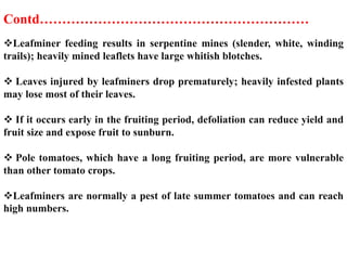 Leafminer feeding results in serpentine mines (slender, white, winding
trails); heavily mined leaflets have large whitish blotches.
 Leaves injured by leafminers drop prematurely; heavily infested plants
may lose most of their leaves.
 If it occurs early in the fruiting period, defoliation can reduce yield and
fruit size and expose fruit to sunburn.
 Pole tomatoes, which have a long fruiting period, are more vulnerable
than other tomato crops.
Leafminers are normally a pest of late summer tomatoes and can reach
high numbers.
Contd……………………………………………………
 