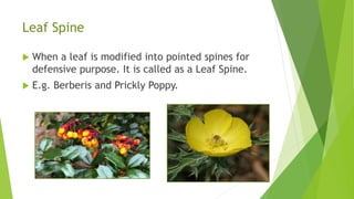 Leaf modification | PPTX | Gardening | Home & Garden