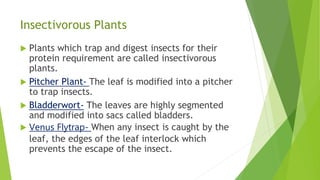 Insectivorous Plants
 Plants which trap and digest insects for their
protein requirement are called insectivorous
plants.
 Pitcher Plant- The leaf is modified into a pitcher
to trap insects.
 Bladderwort- The leaves are highly segmented
and modified into sacs called bladders.
 Venus Flytrap- When any insect is caught by the
leaf, the edges of the leaf interlock which
prevents the escape of the insect.
 