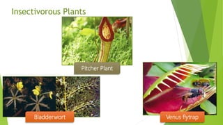 Insectivorous Plants
Pitcher Plant
Bladderwort Venus flytrap
 