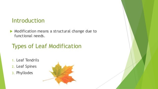 Leaf modification