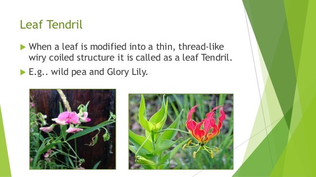 Leaf modification