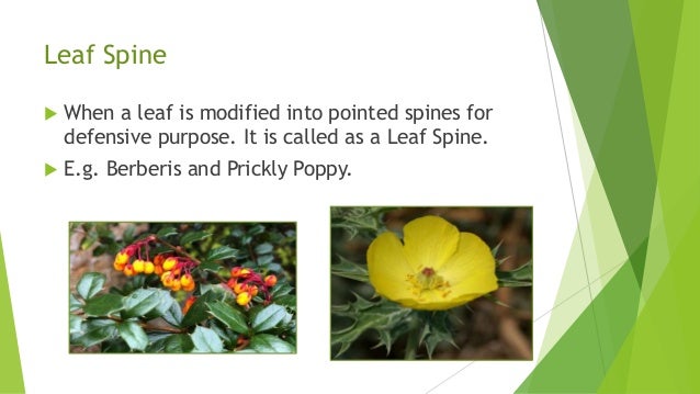 Leaf modification