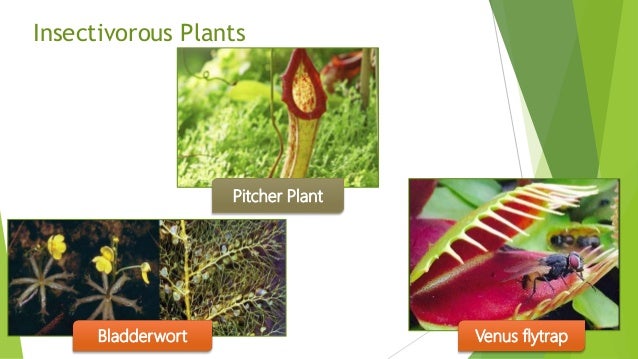Leaf modification